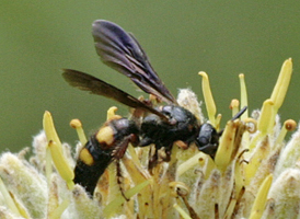 Scolia nobilitata